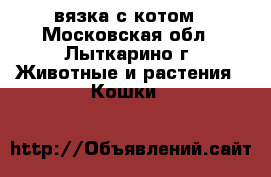 вязка с котом - Московская обл., Лыткарино г. Животные и растения » Кошки   